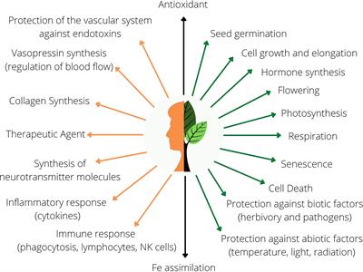 Ascorbate synthesis as an alternative electron source for mitochondrial respiration: Possible implications for the plant performance